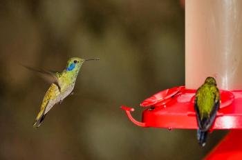 Hummingbird Garden, Monteverde, Costa Rica